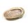 Abalone Smudge Muschel Haliotis diversicolor L -- &plusmn;15.5-18 cm