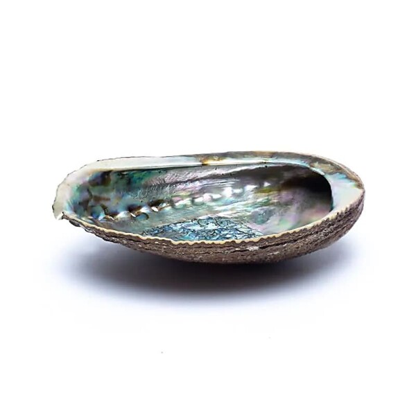 Grüne Abalone Smudge Muschel Haliotis Fulgens -- ±12–16 cm