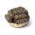 Wacholder Smudge S mit 24 im Korb -- &plusmn;10-11cm; &plusmn;25-35g
